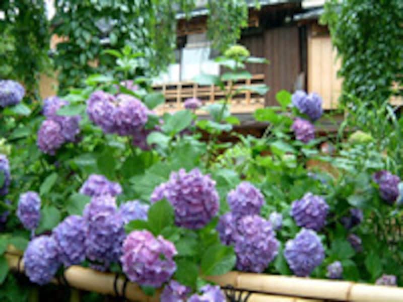 祇園白川のあじさい