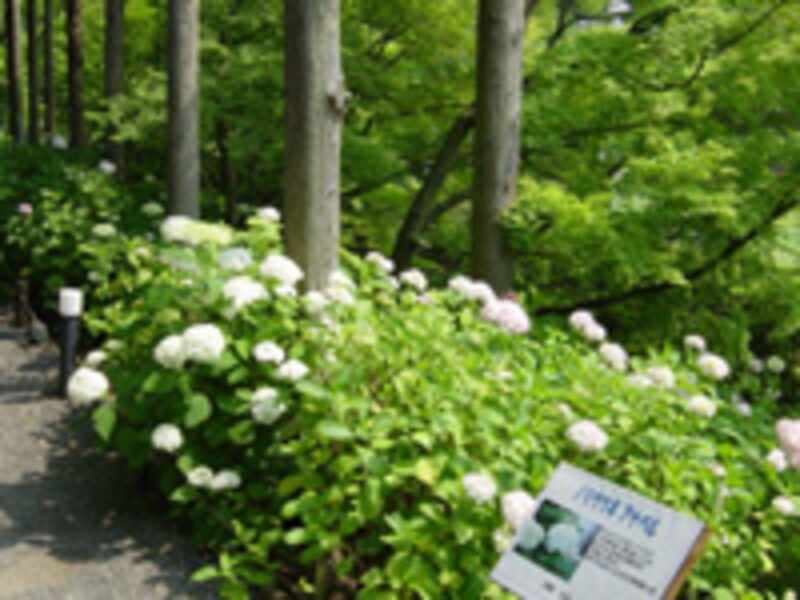 しょうざんのあじさい