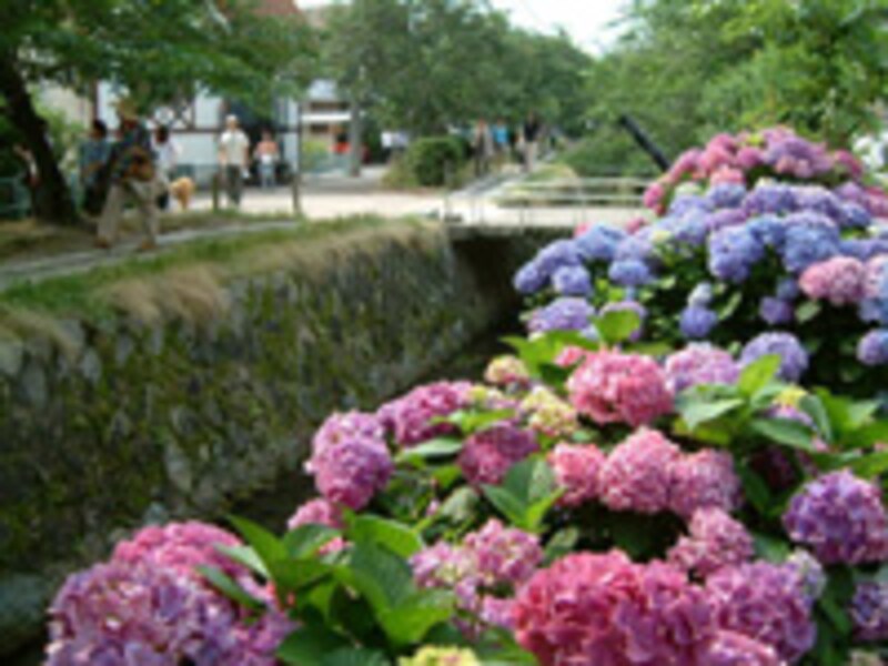 哲学の道のあじさい
