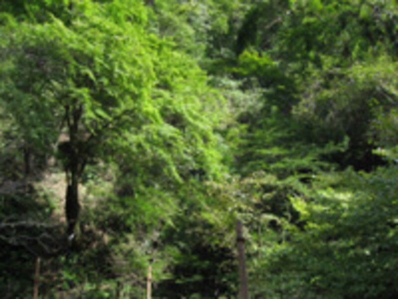 貴船・鞍馬の紅葉ハイキング2006