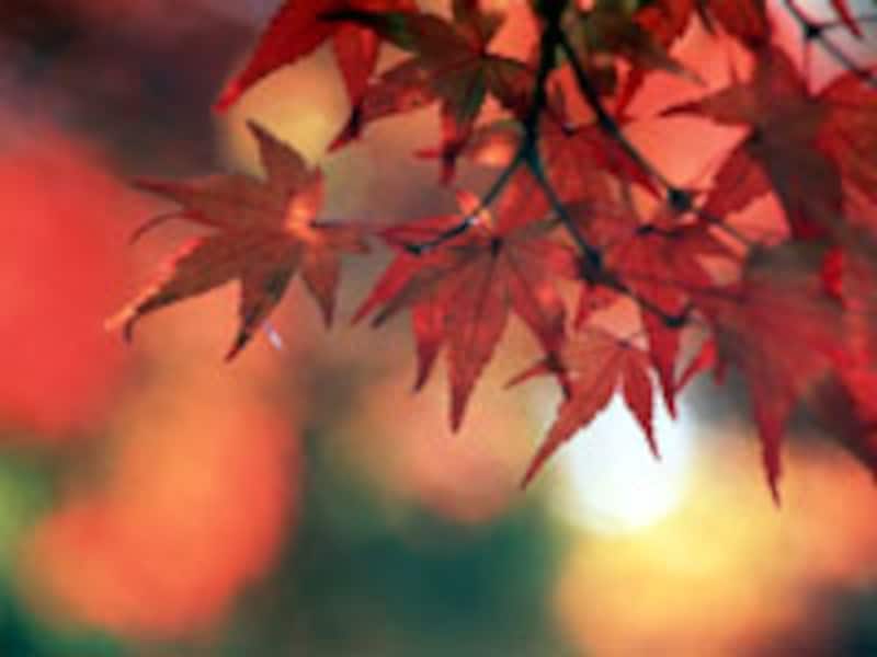 京都紅葉6選
