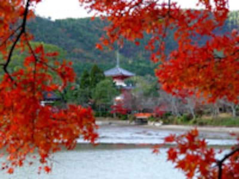 京都紅葉6選