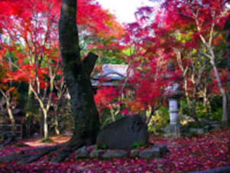 京都紅葉6選