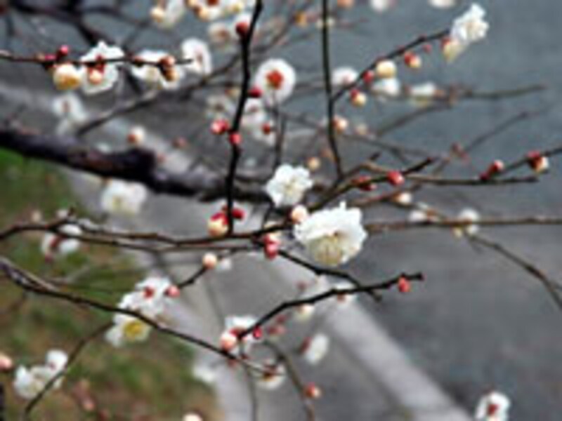 2006年京都の梅の名所