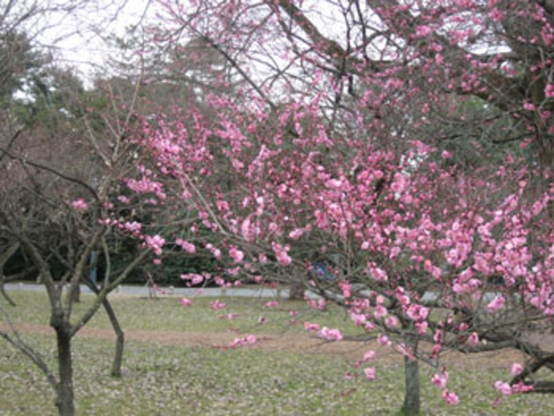 2006年京都の梅の名所