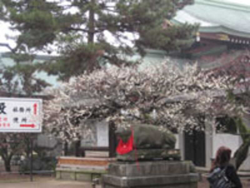 2006年京都の梅の名所