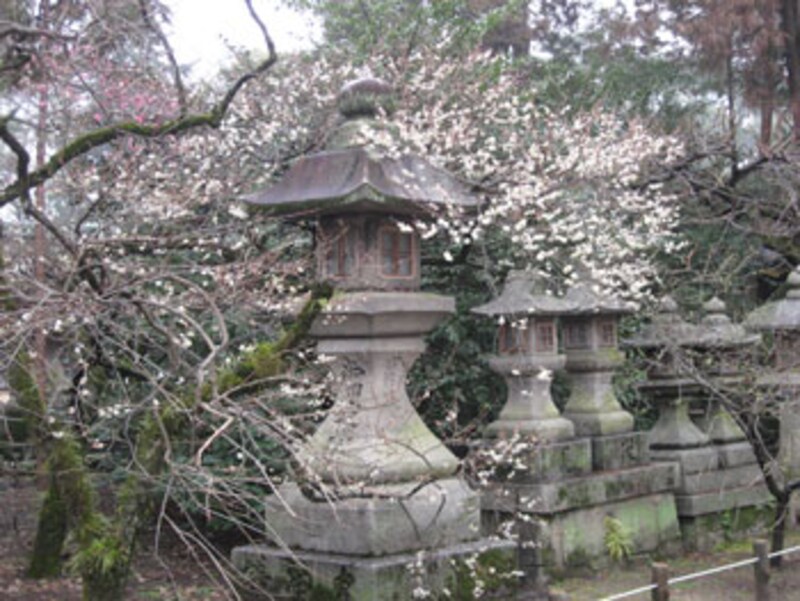 2006年京都の梅の名所