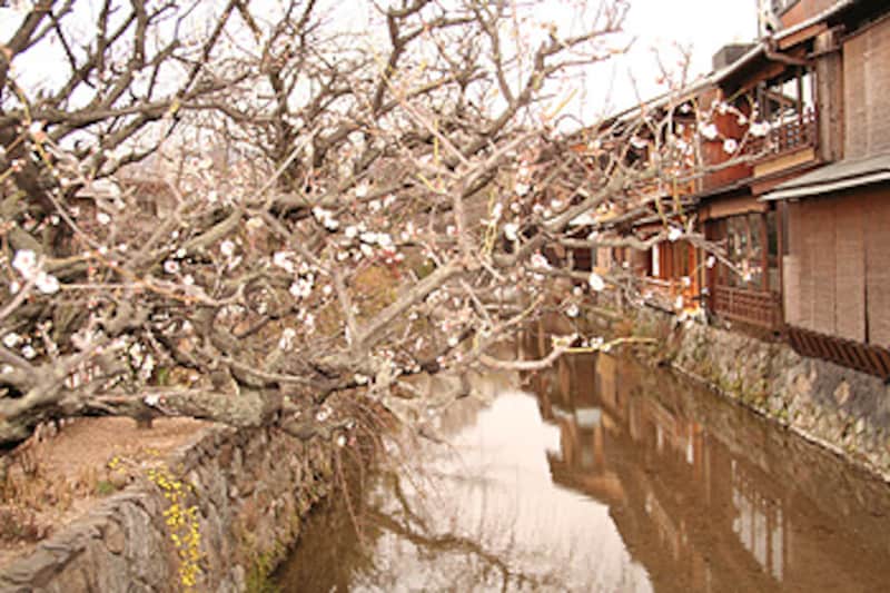 2006年京都の梅の名所