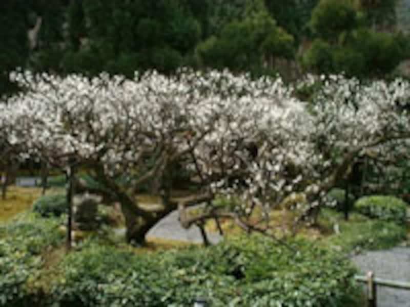 2006年京都の梅の名所