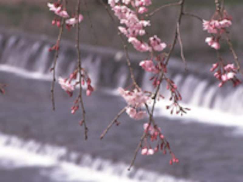 鴨川沿いをゆるりと散歩をしながら、カフェ