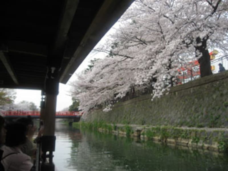 岡崎桜回廊十石舟めぐり