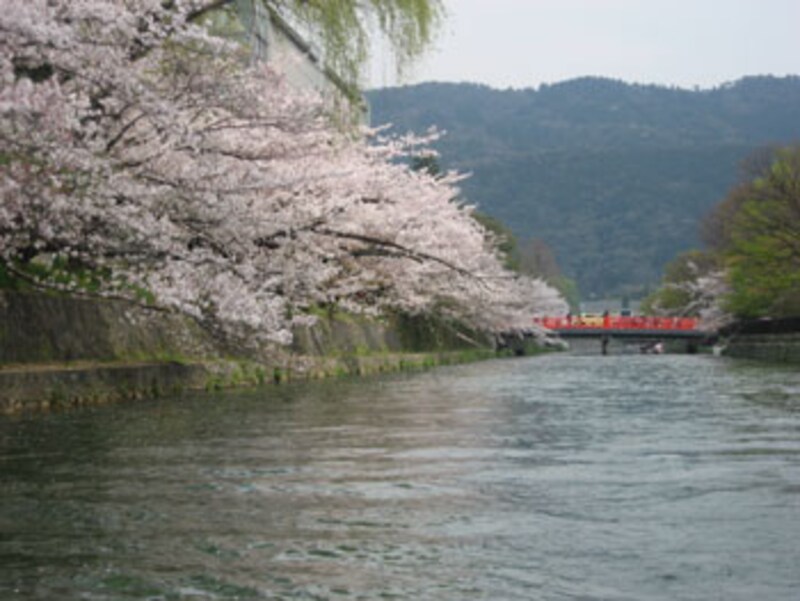 岡崎桜回廊十石舟めぐり