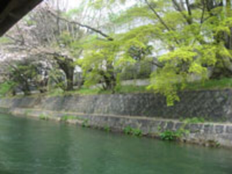 岡崎桜回廊十石舟めぐり