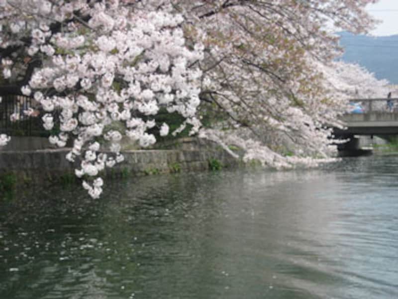 岡崎桜回廊十石舟めぐり