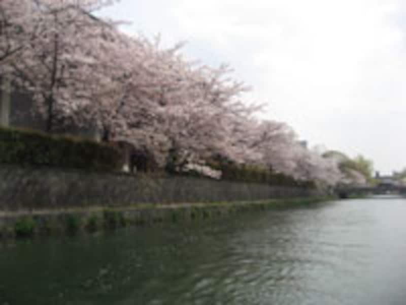 岡崎桜回廊十石舟めぐり