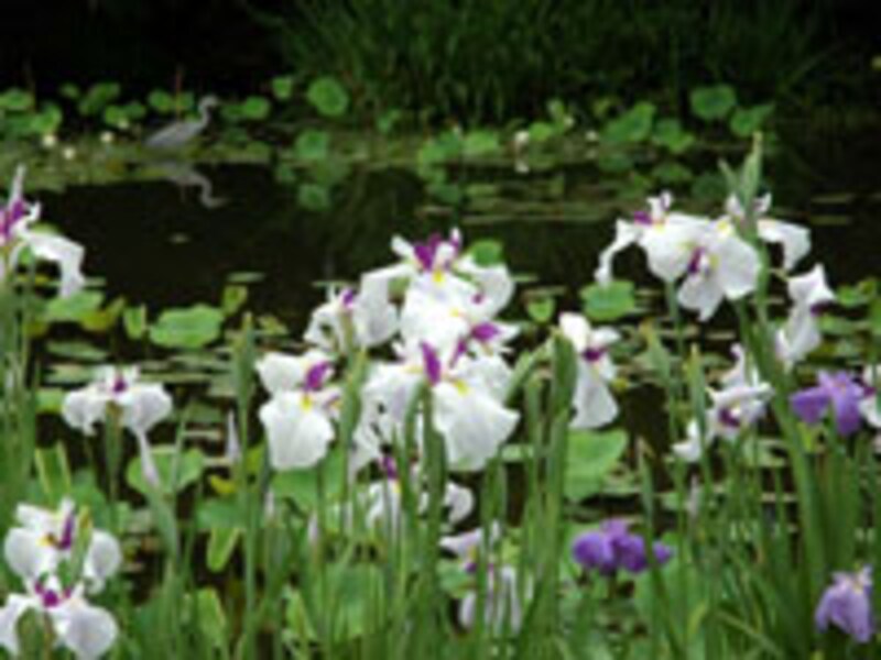 京都・花菖蒲スポットの紹介