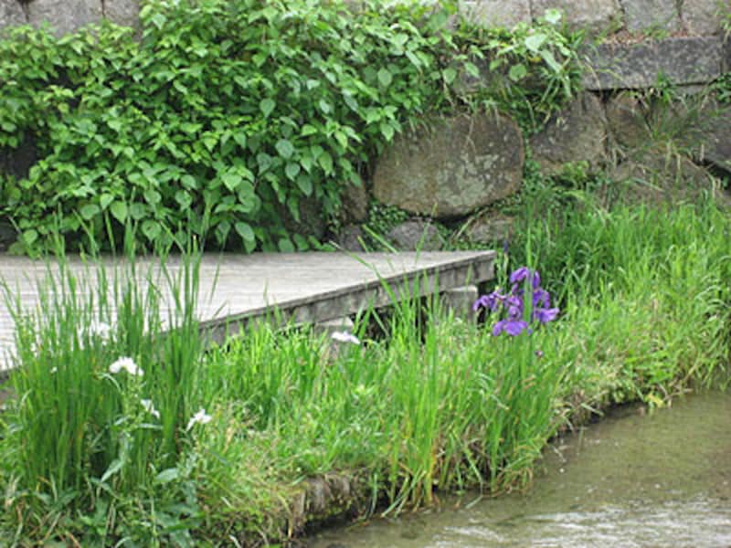 京都・花菖蒲スポットの紹介