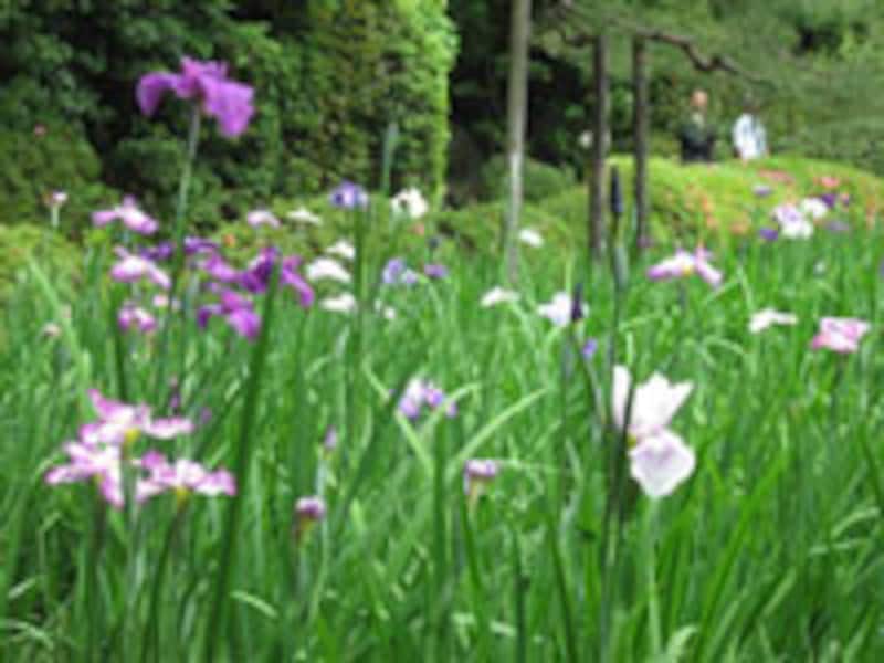 京都・花菖蒲スポットの紹介