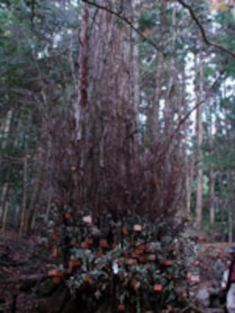 京の御守り大集合