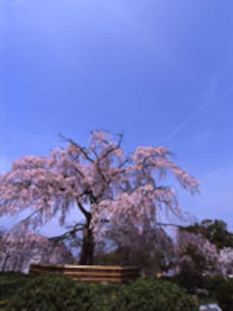 京都・日本庭園の楽しみ方