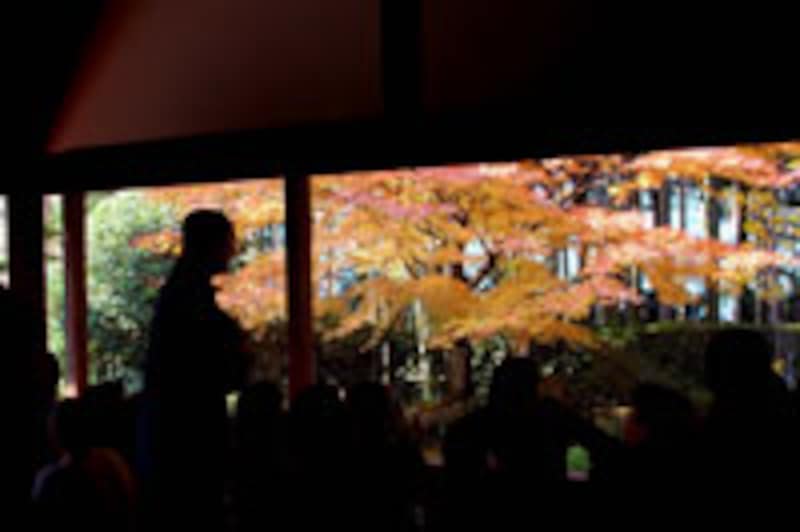 紅葉をお抹茶とお菓子で