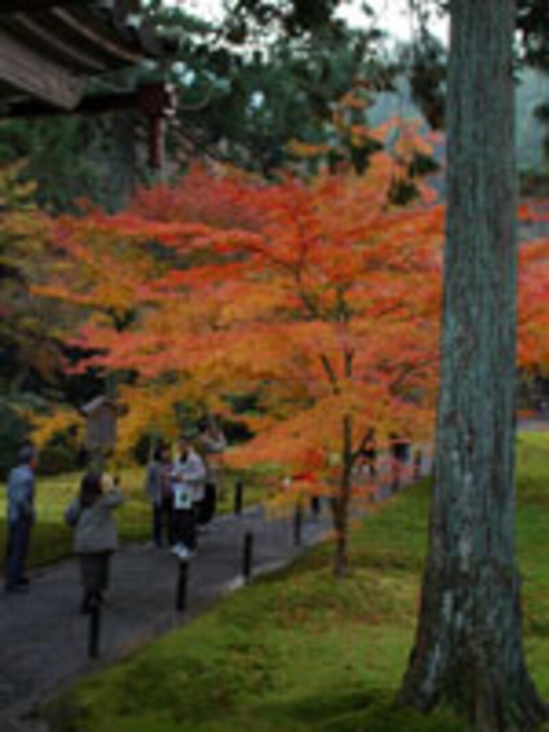 紅葉をお抹茶とお菓子で