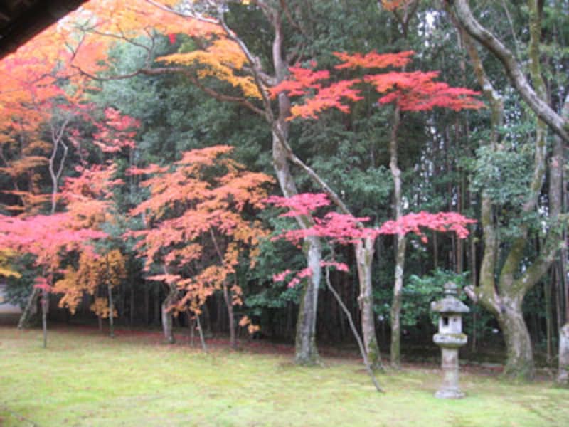 秋は、お寺で紅葉とお抹茶を！洛西方面編