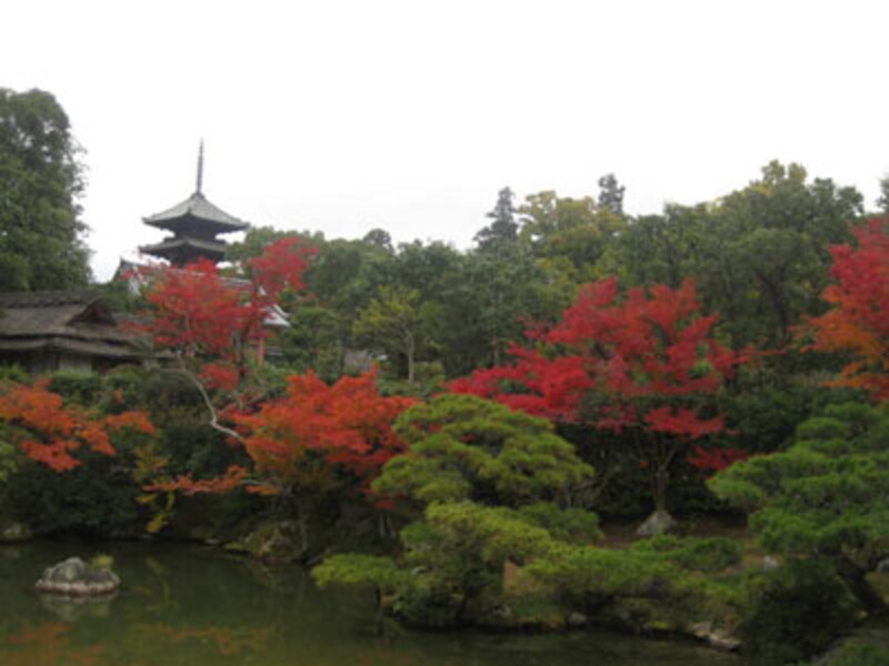 秋は、お寺で紅葉とお抹茶を！洛西方面編