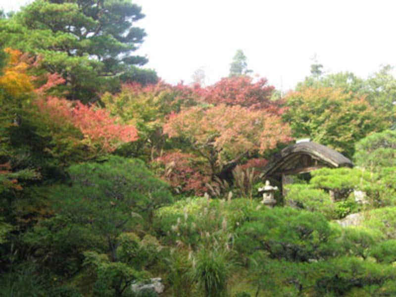 秋は、お寺で紅葉とお抹茶を!洛西方面編