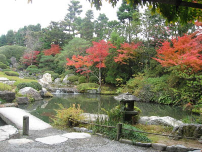 秋は、お寺で紅葉とお抹茶を!洛西方面編