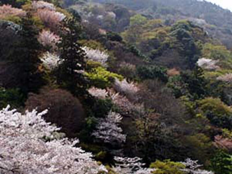 エリア別桜ガイド