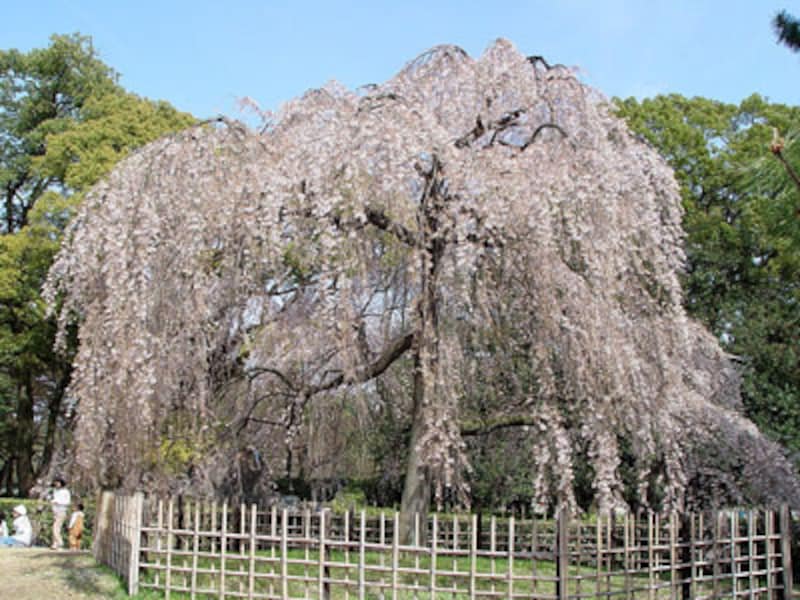 エリア別桜ガイド