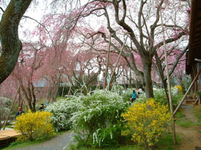 エリア別桜ガイド