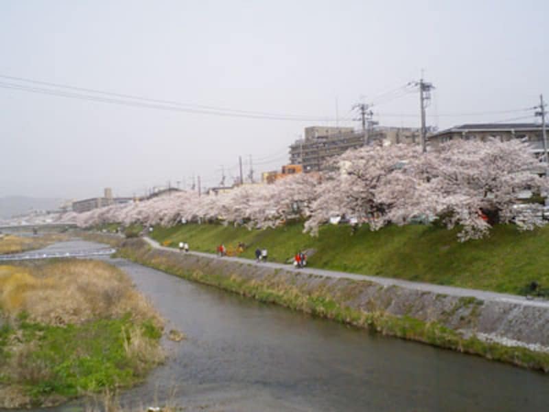 エリア別桜ガイド