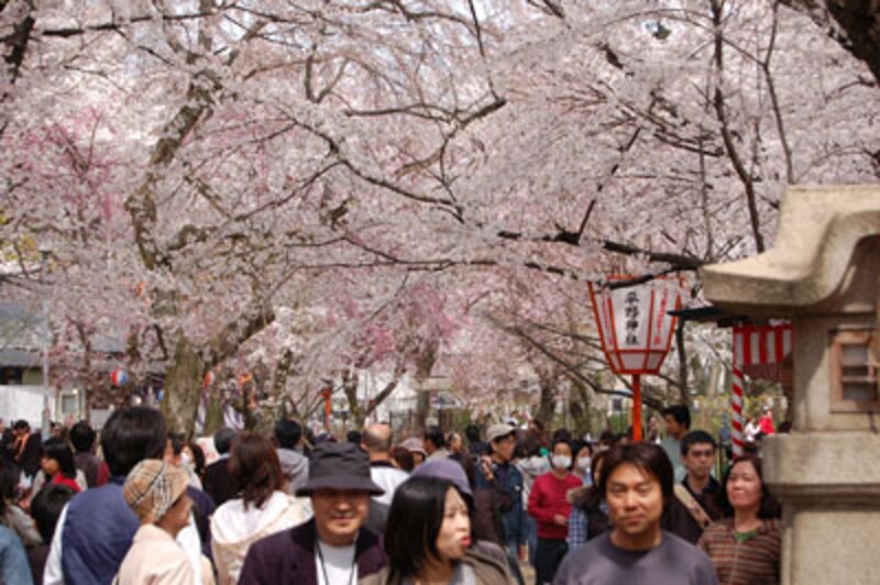 エリア別桜ガイド