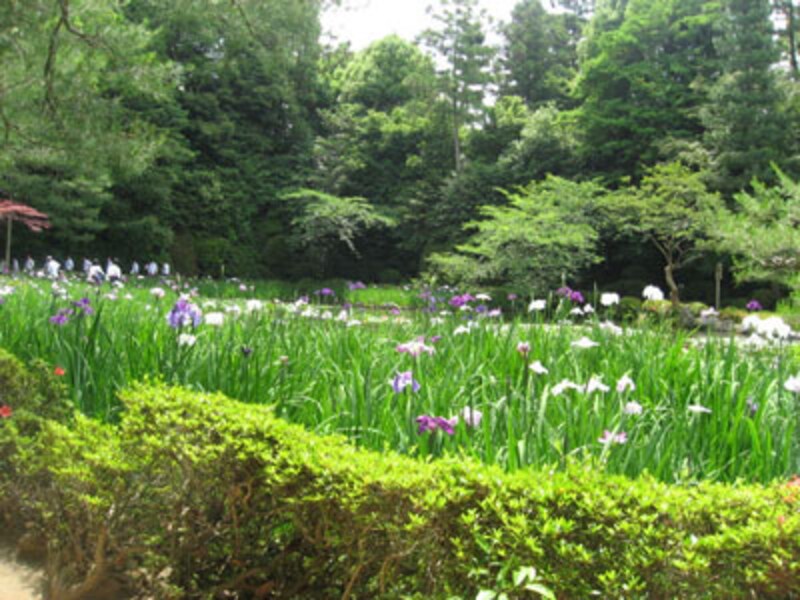 いつ京都を楽しみますか？