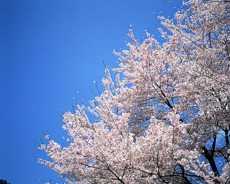 桜　お花見