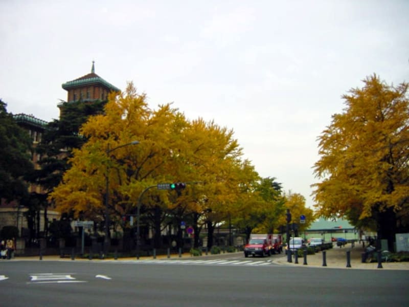 日本大通りのイチョウ並木。バックに見えるのは「キング」の愛称で知られる神奈川県庁本庁舎