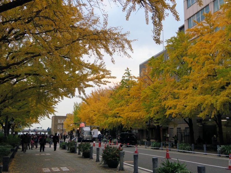 日本初の西洋式街路・日本大通り。重厚な歴史的建造物とともにイチョウ並木が楽しめます（2014年11月24日撮影）