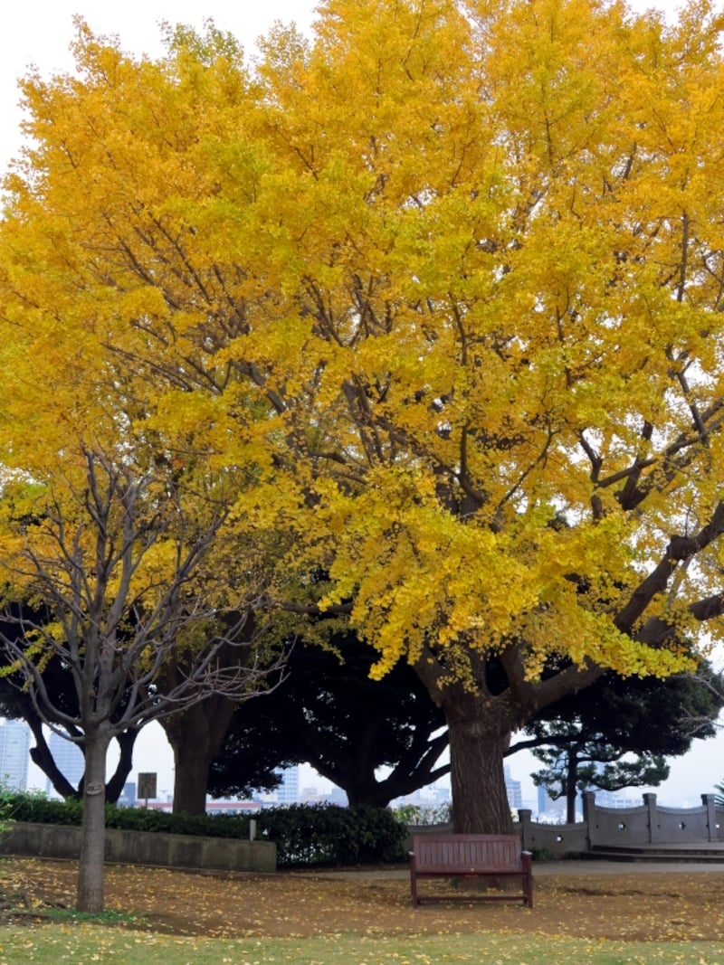 イタリア山庭園にある大イチョウ（2015年12月10日撮影）