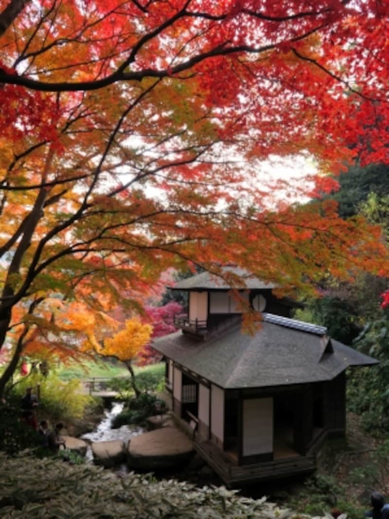 「紅葉の散策路」から眺めた聴秋閣（ちょうしゅうかく）。落葉がすすむと屋根に葉が積もるようすが見られます（2015年12月10日撮影）