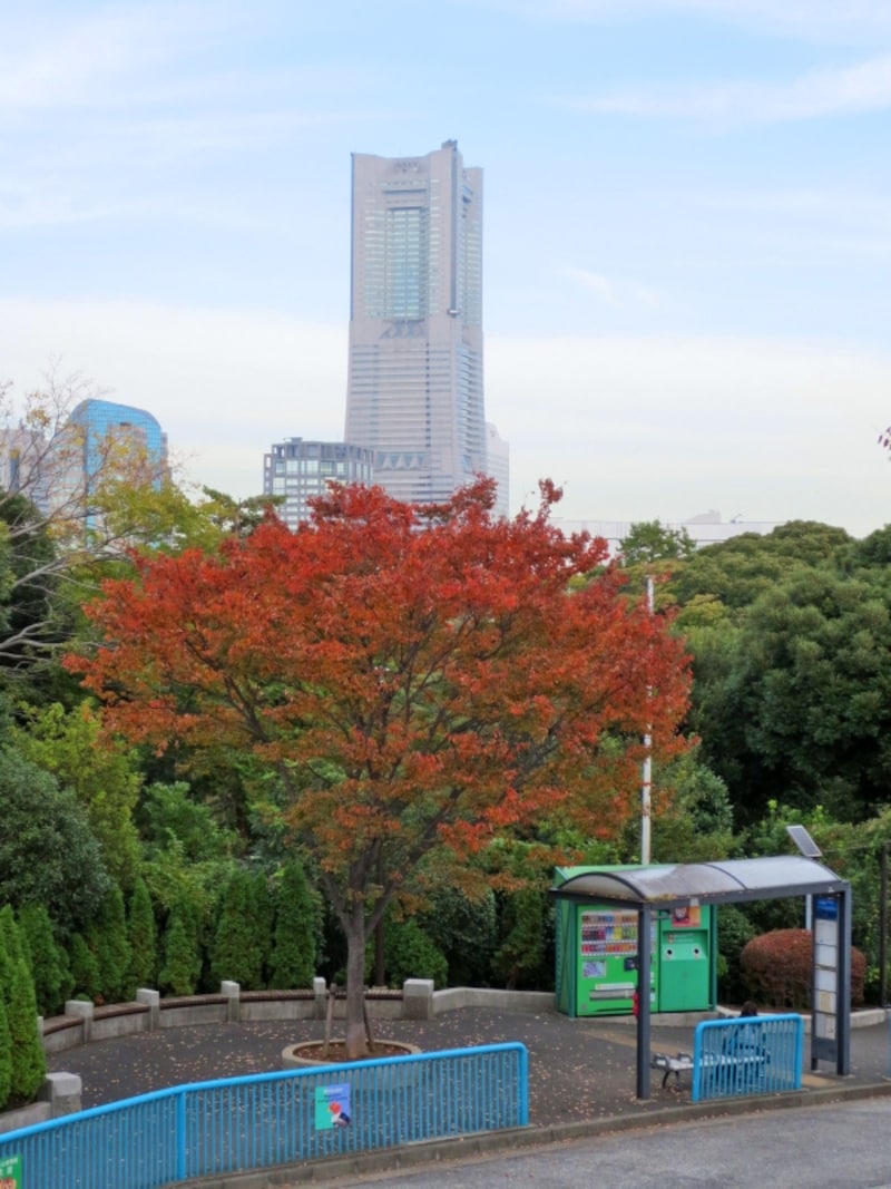 野毛山公園周辺にも紅葉、黄葉する街路樹がたくさん。無料の野毛山動物園と合わせて楽しんで（2011年11月8日撮影）
