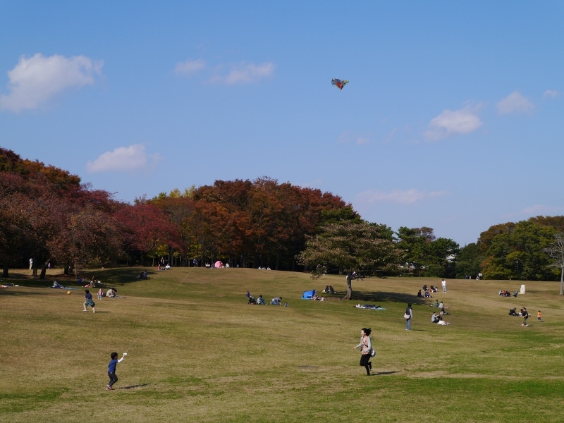 根岸森林公園のようす。広々とした園内にはさまざまな種類の樹木があります(2013年11月17日撮影)