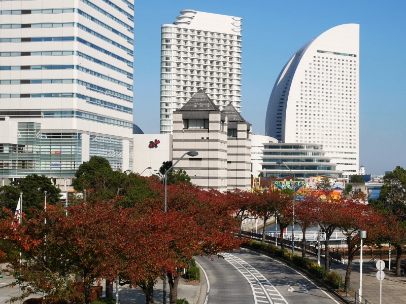 みなとみらい21地区には紅葉する街路樹が多くあります。「さくら通り」は例年11月中旬に見ごろを迎えます(2016年11月18日撮影)