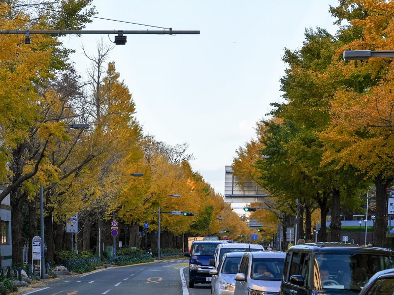 開港広場側から見た山下公園通り(2018年12月4日撮影)