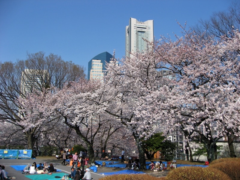今年の春はサクラと合わせて、横浜の風景も楽しんでみては。画像は掃部山公園のようす（2012年4月9日撮影）