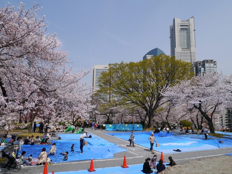 お花見の時期はブルーシートが並ぶ掃部山公園。桜越しに横浜ランドマークタワーが見えます(2014年4月1日撮影)