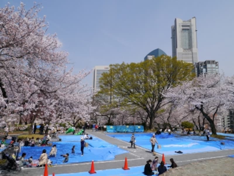 お花見の時期はブルーシートが並ぶ掃部山公園。桜越しに横浜ランドマークタワーが見えます（2014年4月1日撮影）