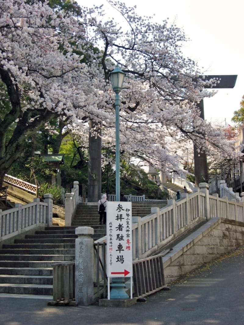 春はサクラ色に囲まれる、伊勢山皇大神宮(2012年4月9日撮影)