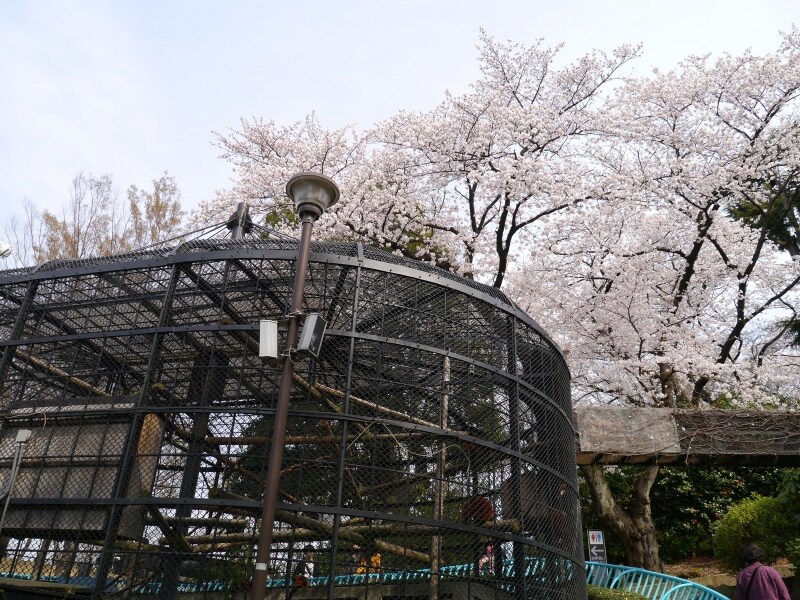 動物とともにサクラが楽しめる野毛山動物園。入園無料!(2014年4月1日撮影)
